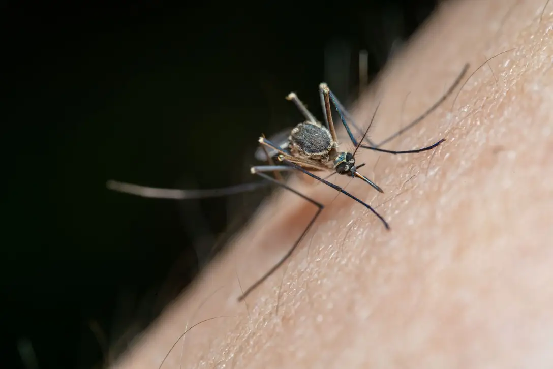 Pest control work — pest control company