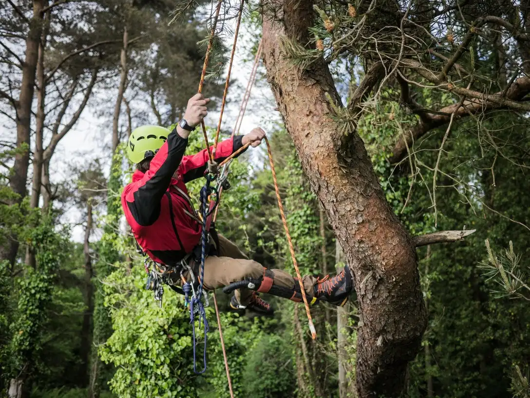 Tree service work — tree service company